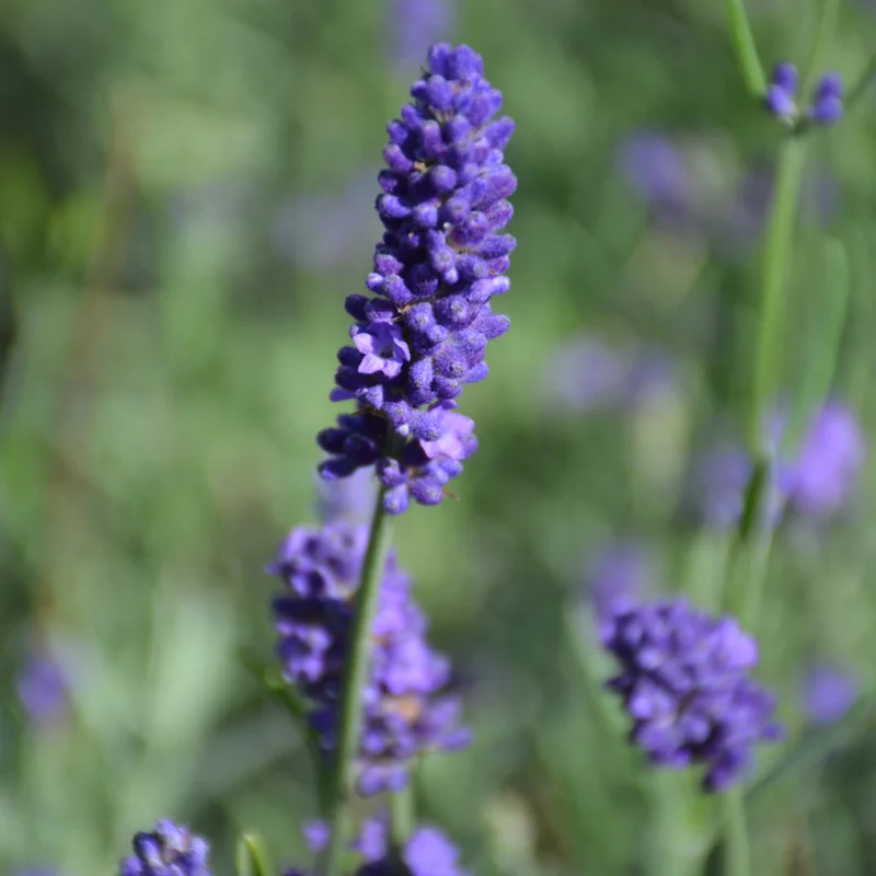 LAVANDULA SWEET ROMANCE