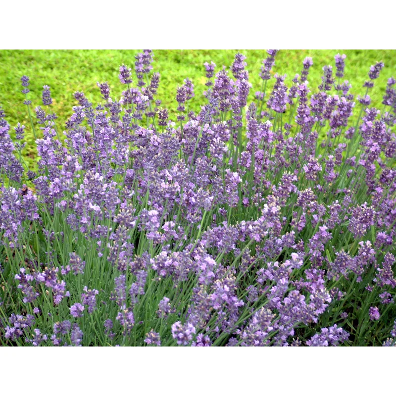 LAVENDER MUNSTEAD