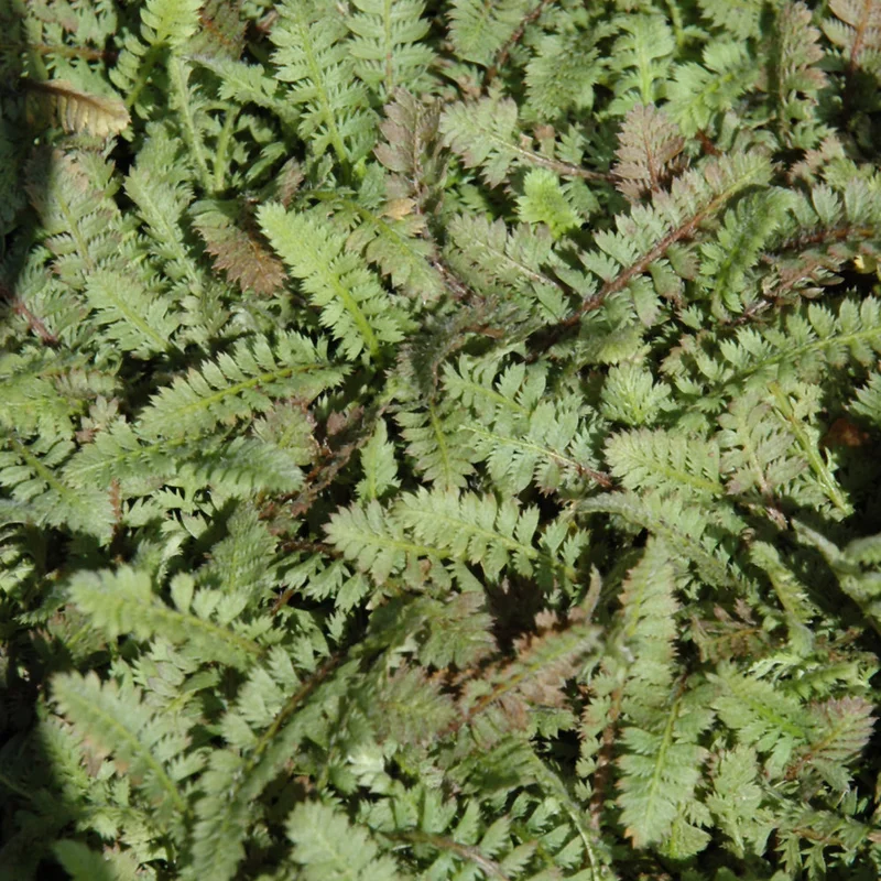 LEPTINELLA SQUALIDA