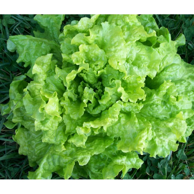 LETTUCE BLACK SEEDED SIMPSON – FLAT OF 32 PLANTS