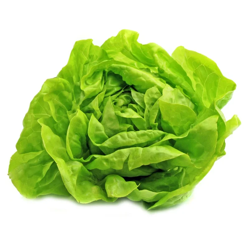 LETTUCE BUTTERCRUNCH – FLAT OF 32 PLANTS