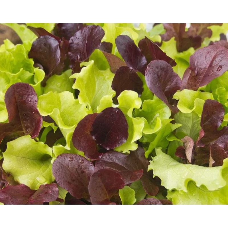LETTUCE CITI GARDEN – POT