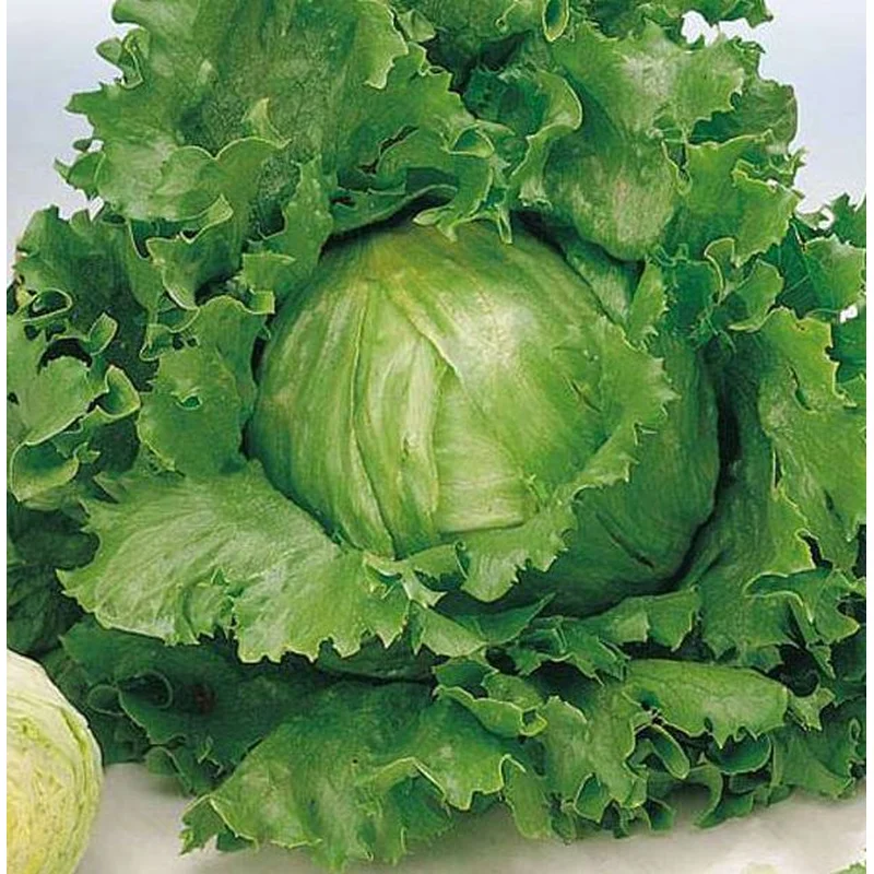 LETTUCE GREAT LAKES HEAD – FLAT OF 32 PLANTS