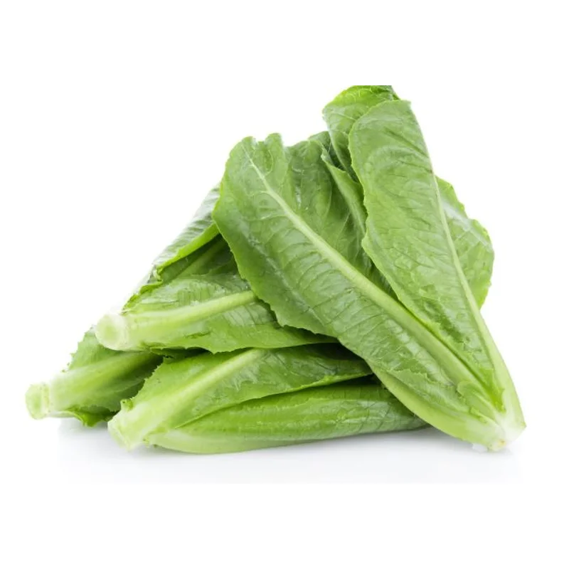 LETTUCE PARRIS ISLAND ROMAINE – FLAT OF 32 PLANTS