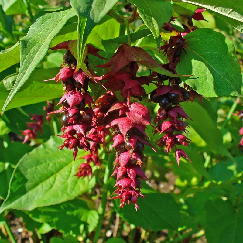 Leycesteria formosa2 Ltr pot