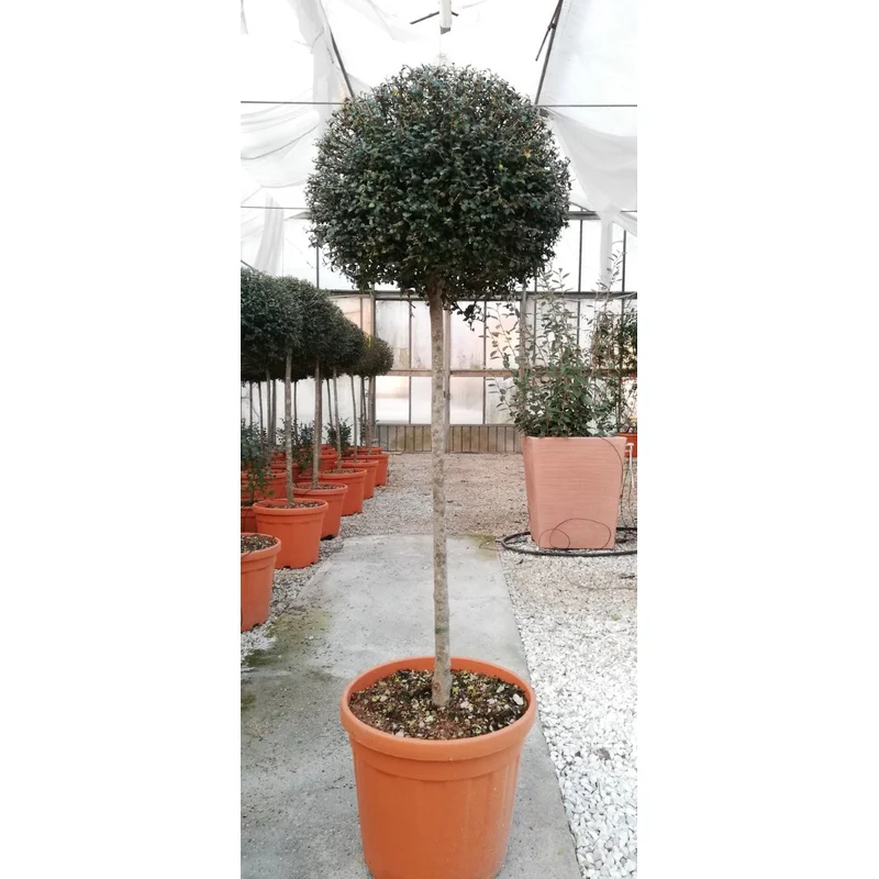LIGUSTRUM JONANDRUM CLT 25 / 30CHIOMA 40 – 50 CM 1/2 STD