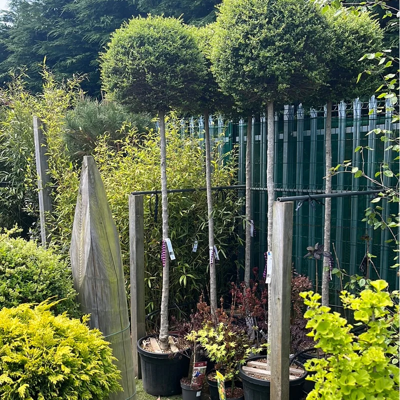 LIGUSTRUM JONANDRUM CLT 55 CIRC. TR. 12 – 14 CM STD CHIOMA 60 – 70 CM