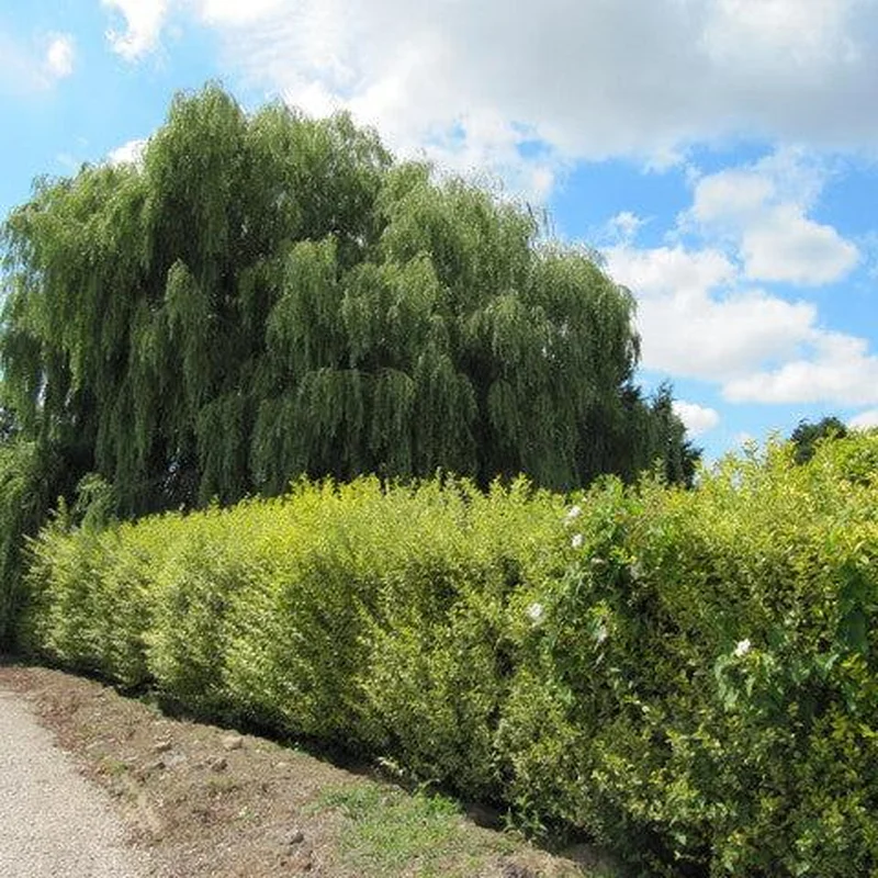 Ligustrum und. Lemon and Lime2 Ltr pot