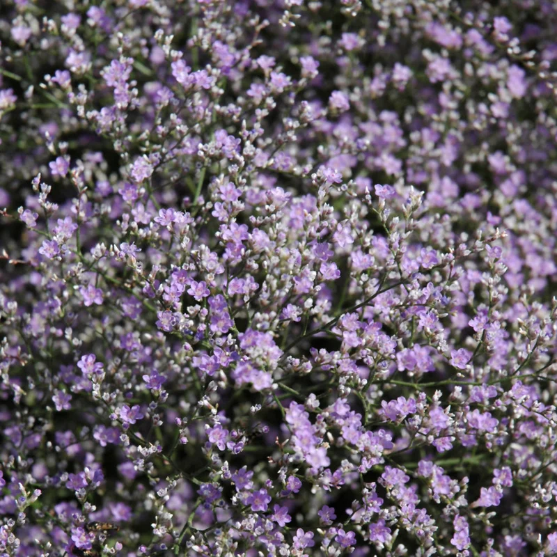 LIMONIUM LATIFOLIUM