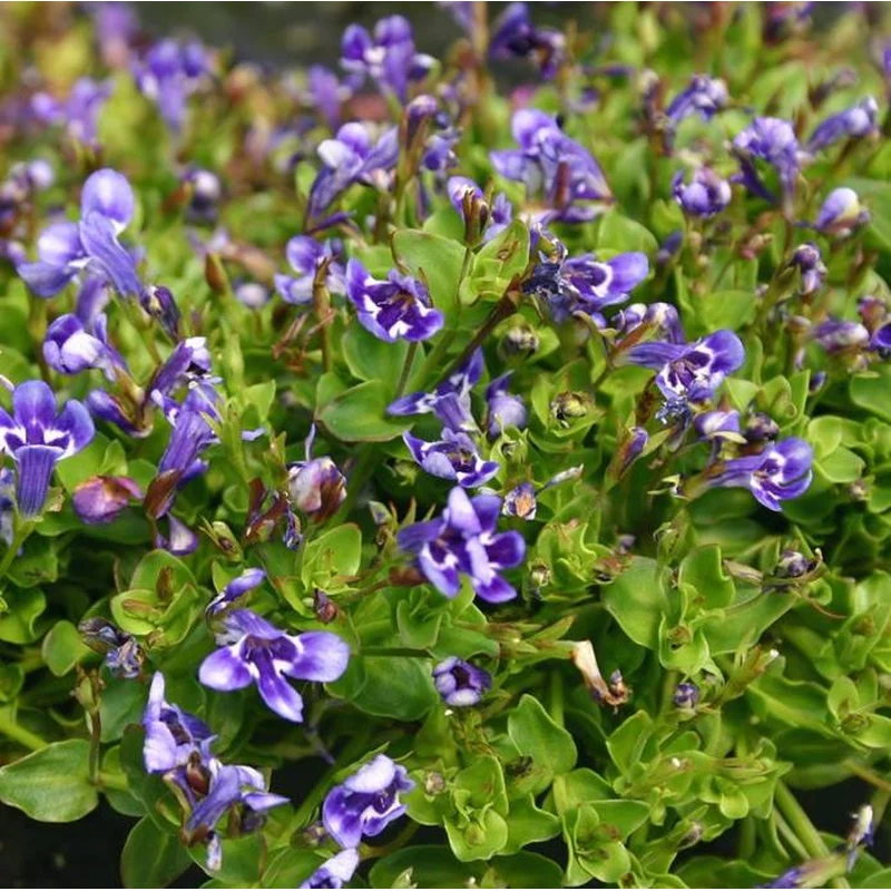 Lindernia Grandiflora (Blue Moneywort)