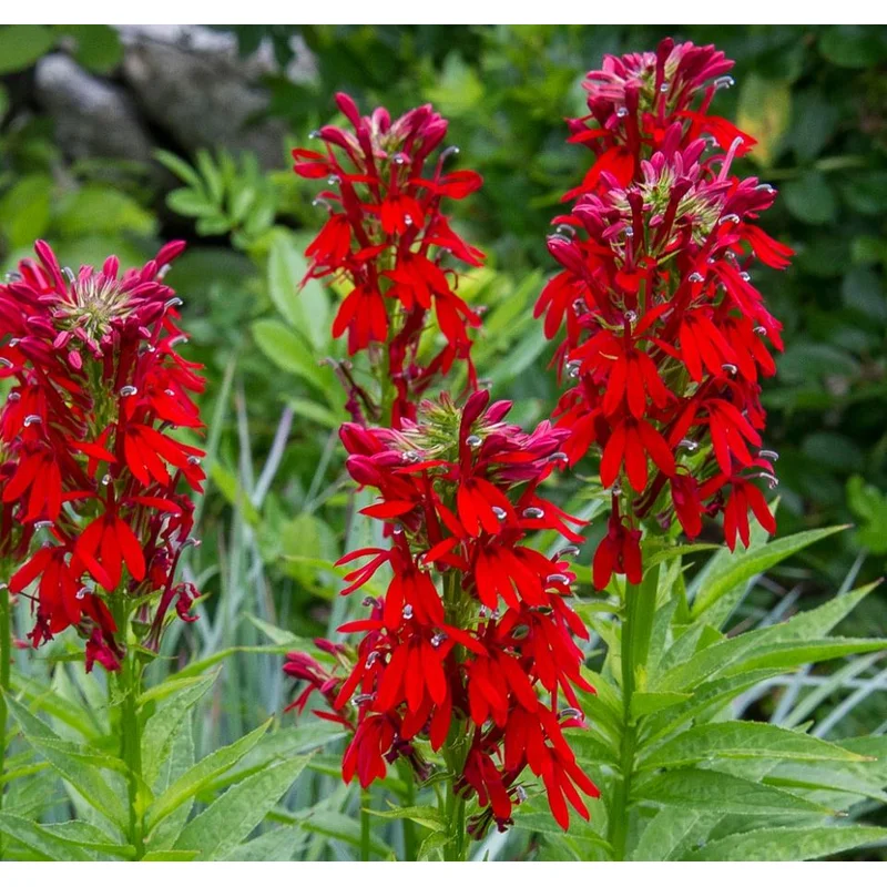 Lobelia Cardinalis (Cardinal Flower)