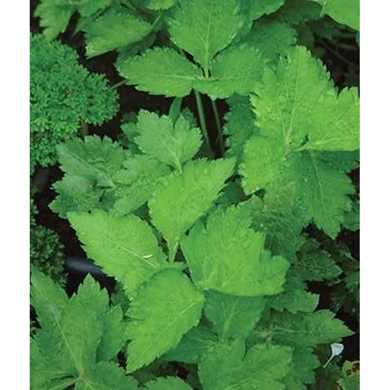 LOVAGE