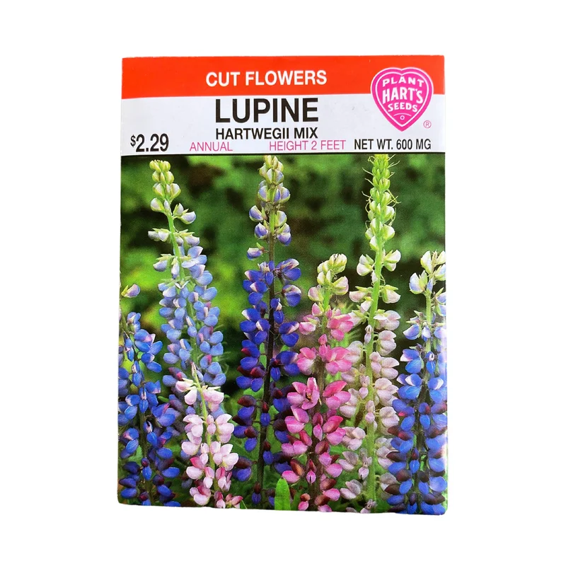 Lupine Hartwegii