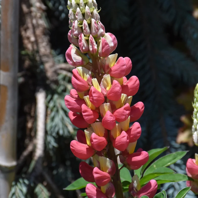 LUPINUS TEQUILA FLAME