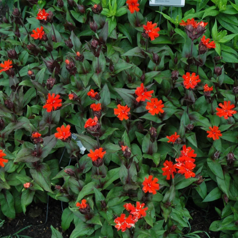 LYCHNIS ORANGE GNOME