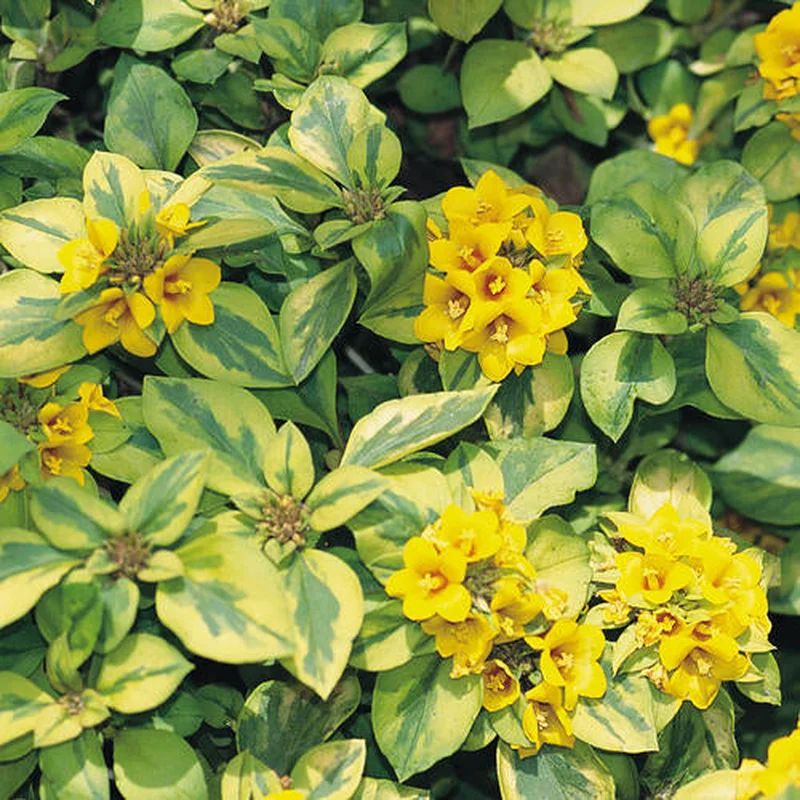 Lysimachia Congestiflora Outback Sunset