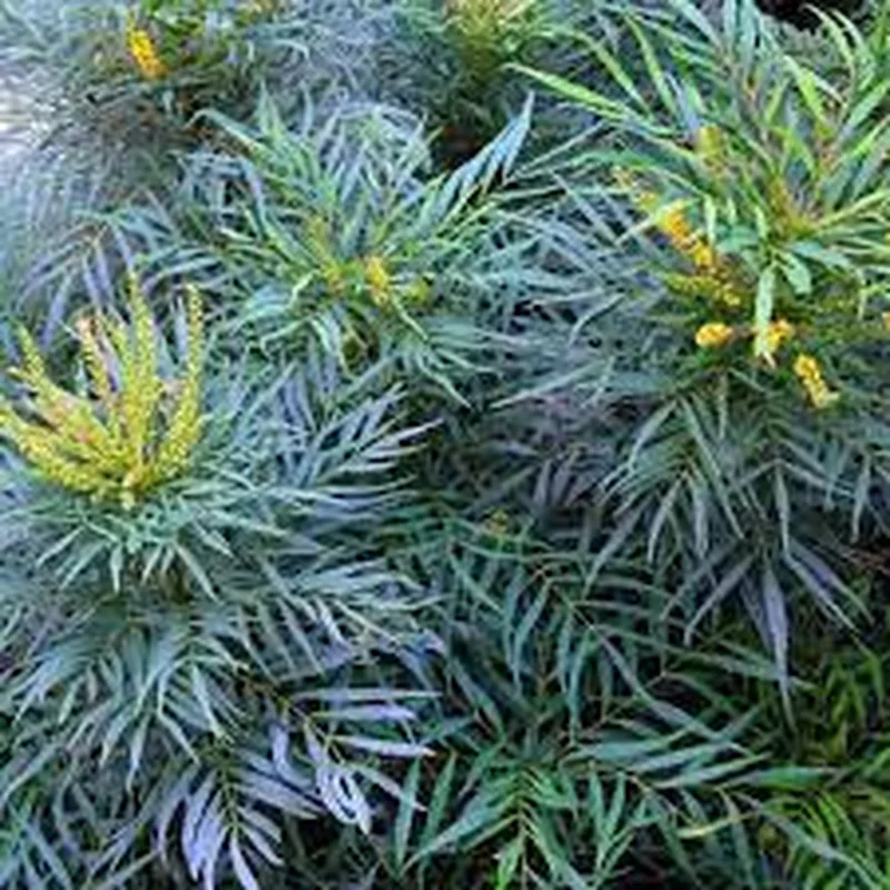Mahonia eur. Soft Caress3 Ltr pot
