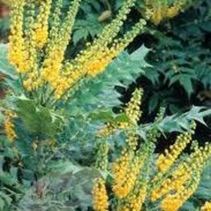 MAHONIA MEDIA WINTER SUN