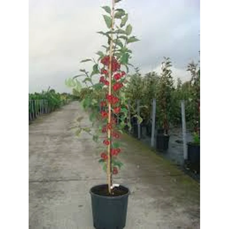 Malus Obelisk
