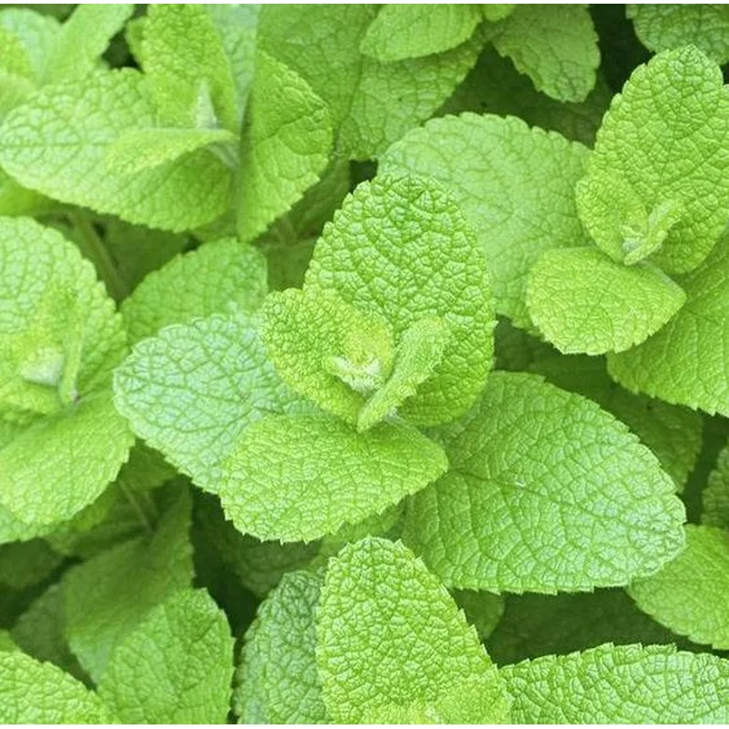 MINT APPLEMINT MENTHA