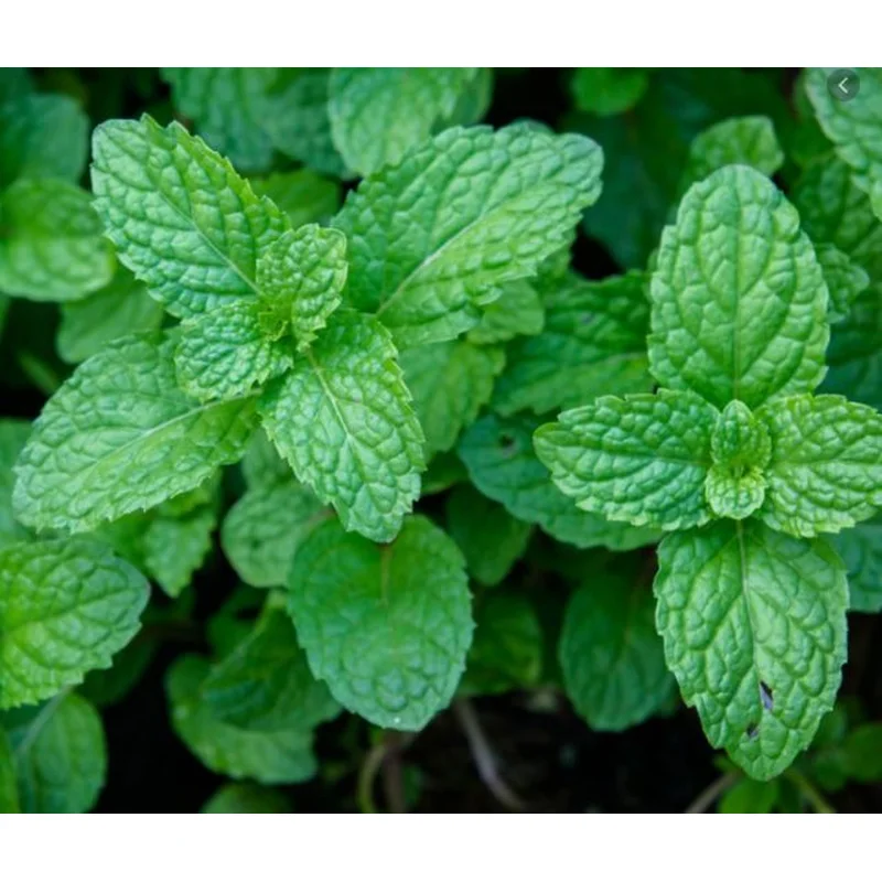 MINT PEPPERMINT MENTHA PIPERITA