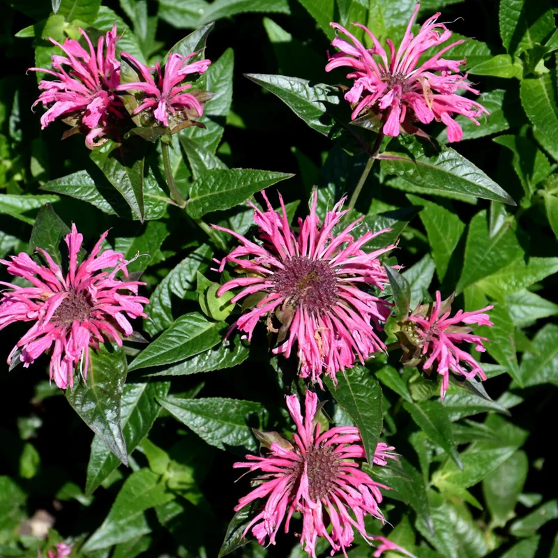 MONARDA PINK CHENILLE UPSCALE