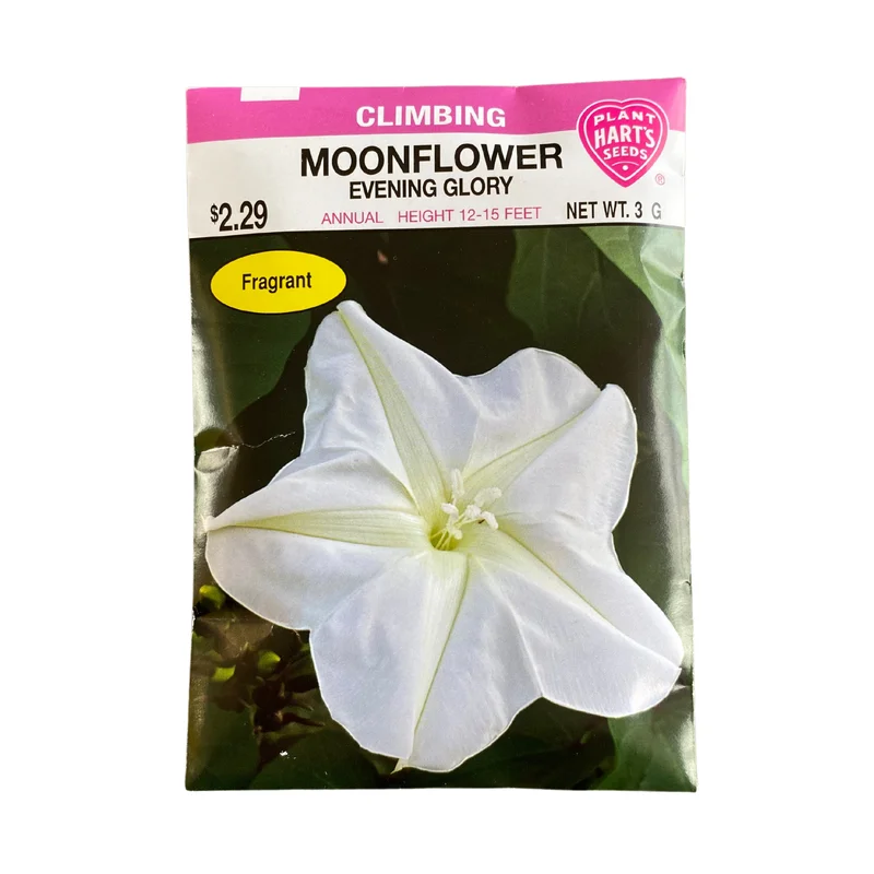 Moonflower Evening Glory
