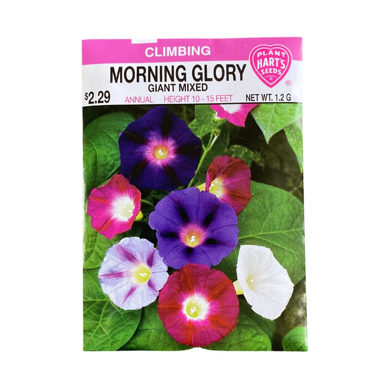 Morning Glory Giant Mixed