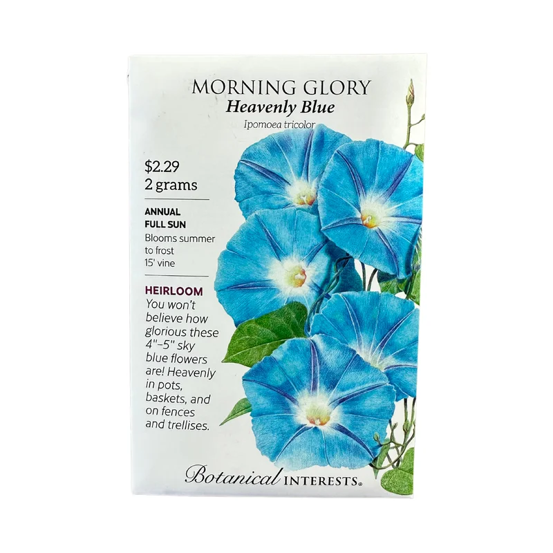 Morning Glory Heavenly Blue