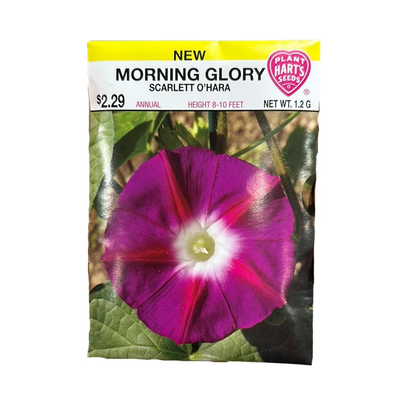 Morning Glory Scarlet O’Hara