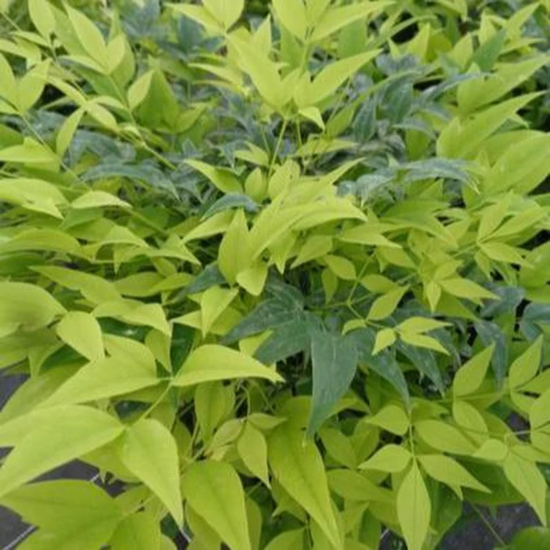 Nandina d Magical Lemon and Lime