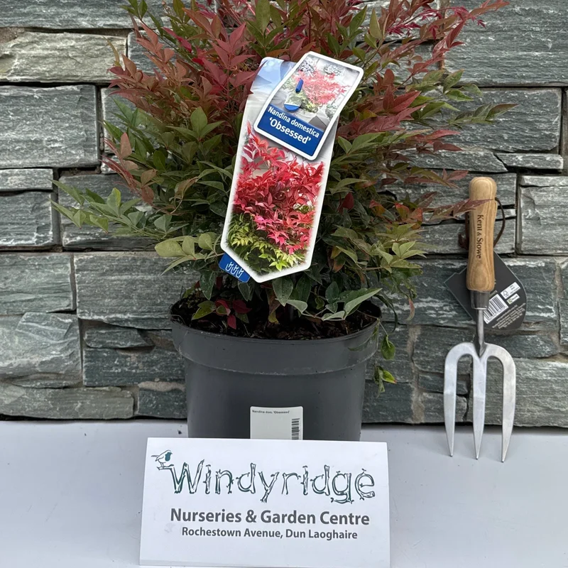 Nandina dom. Obsessed