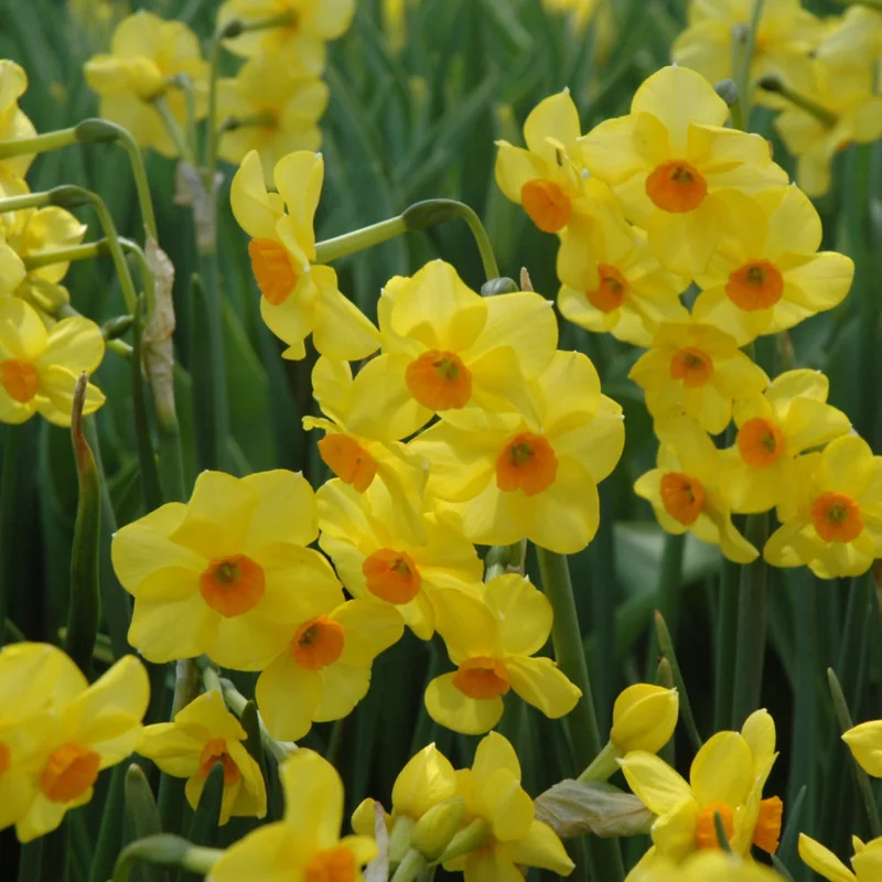 NARCISSUS MARTINETTE