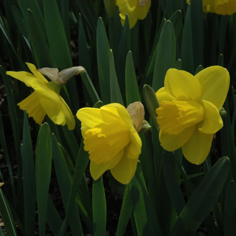 NARCISSUS PEACHES AND CREAM