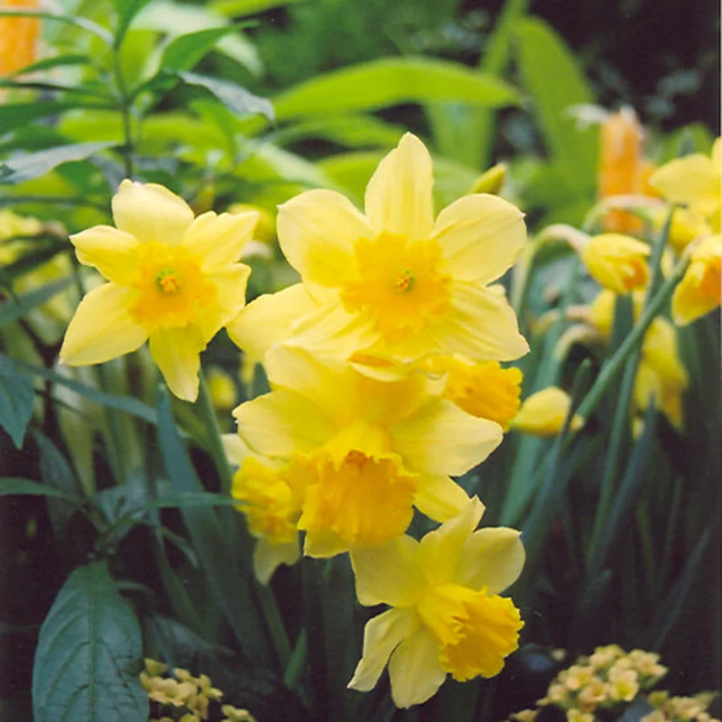 NARCISSUS RIJNVELD’S EARLY SENSATION