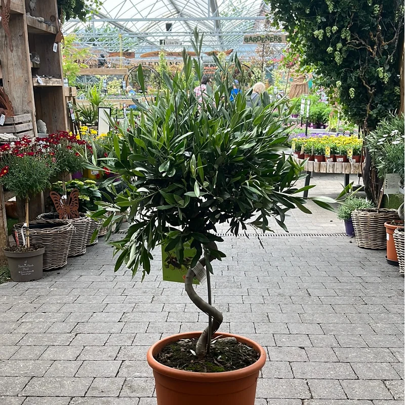 Olea Europaea Spiral