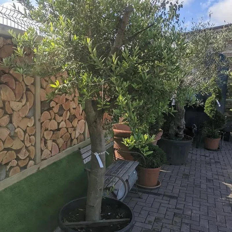 OLEA EUROPEA IN CVS CLT 65 CIRC. TR. 18 – 22 CM CHIOMA 60 + CM 1/2 STD TESTA A PALLA