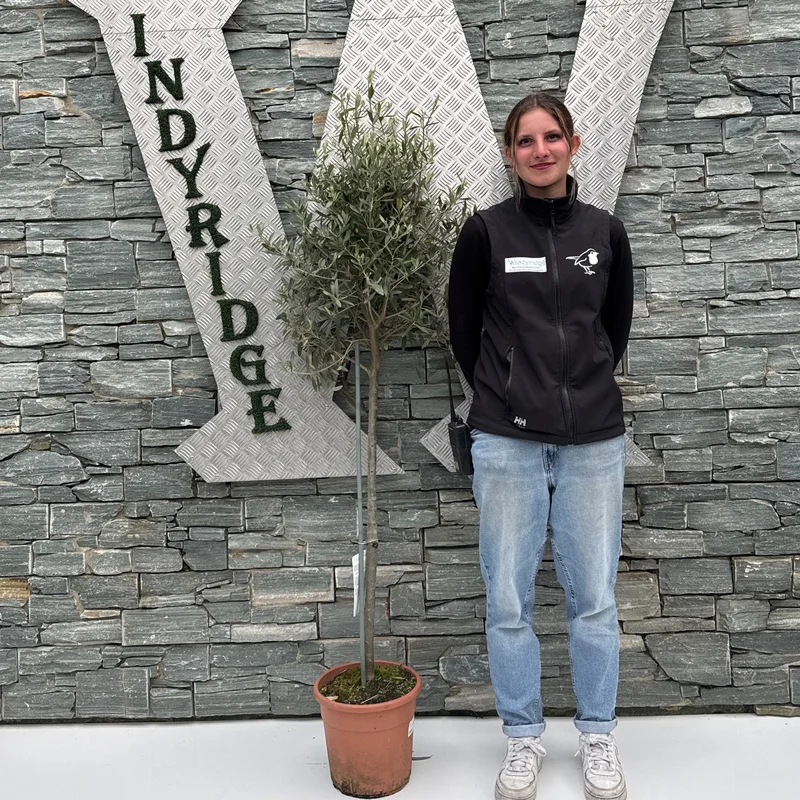 Olive Tree Olea europaeaP27 – STEM