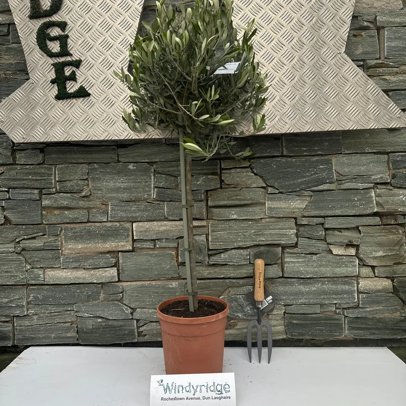 Olive Tree OLEA EUROPEA IN CVS CLT 5 / 7 1/4 STD
