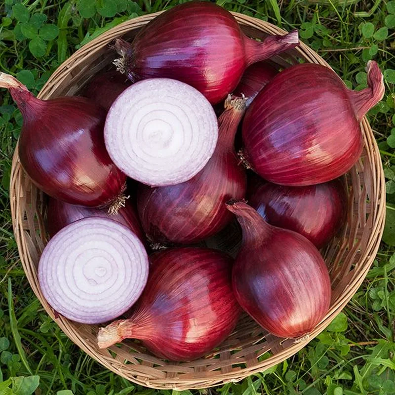 ONION RED CARPET – FLAT OF 32 PLANTS