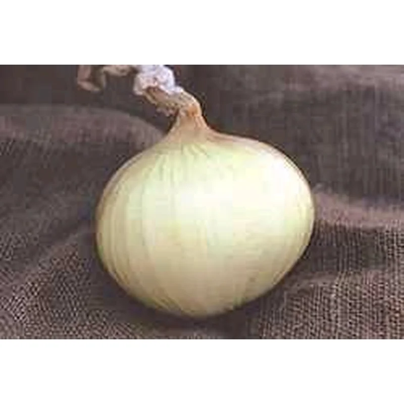 ONION WALLA WALLA SWEET – FLAT OF 32 PLANTS