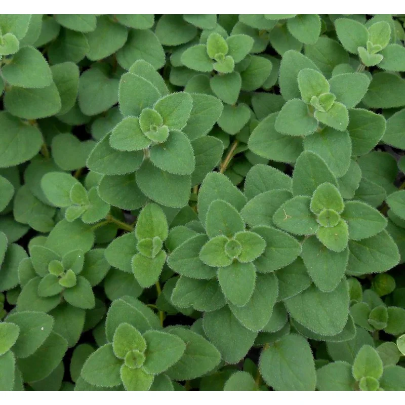OREGANO VULGARE HOT AND SPICY