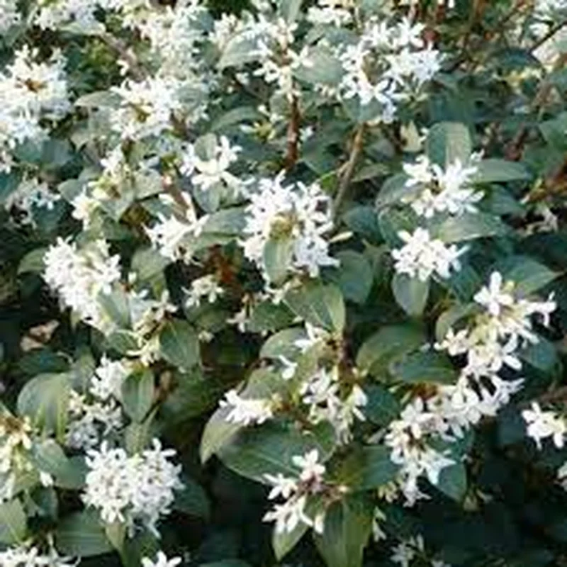 Osmanthus burkwoodii3 Ltr pot
