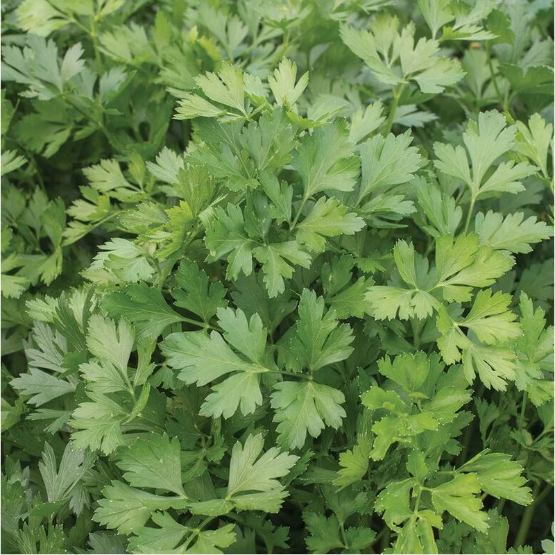 PARSLEY DARK SINGLE ITALIAN
