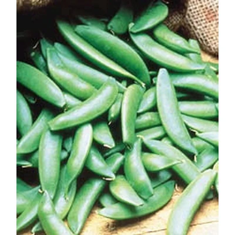 PEAS SUGAR SNAP – FLAT OF 32 PLANTS