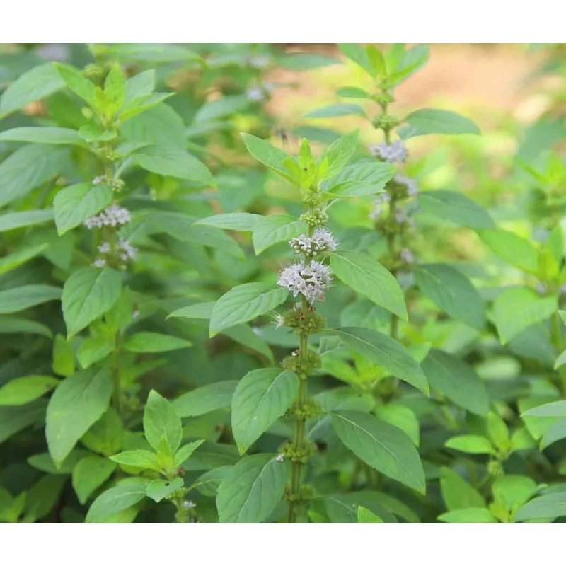 PENNYROYAL MENTHA PULEGIUM