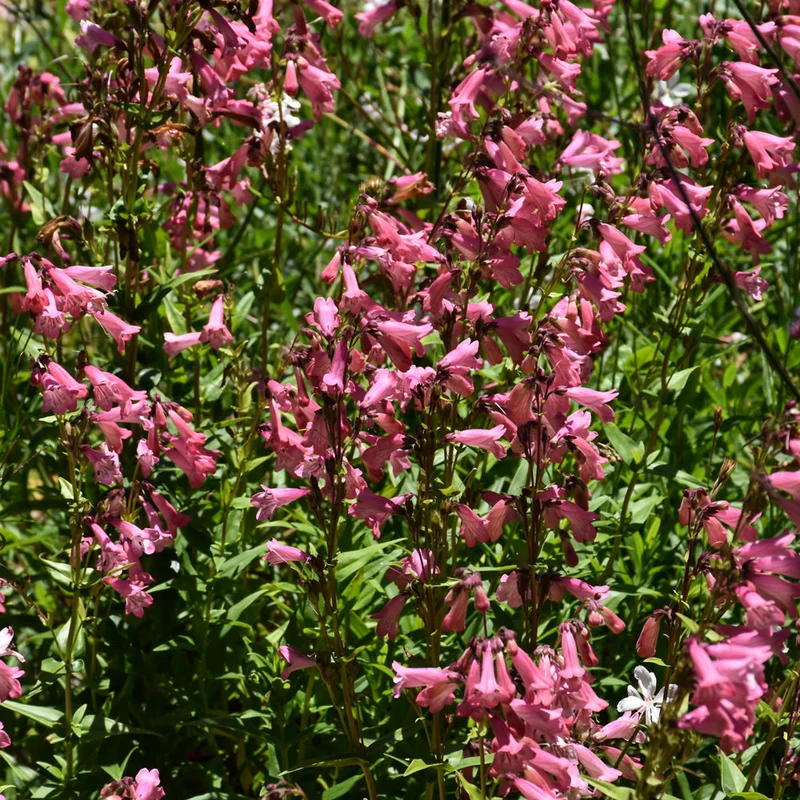 PENSTEMON PINK PEARLS