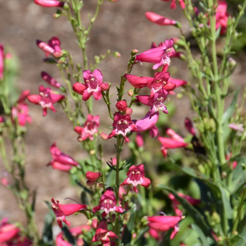 PENSTEMON ROSE RHINESTONES