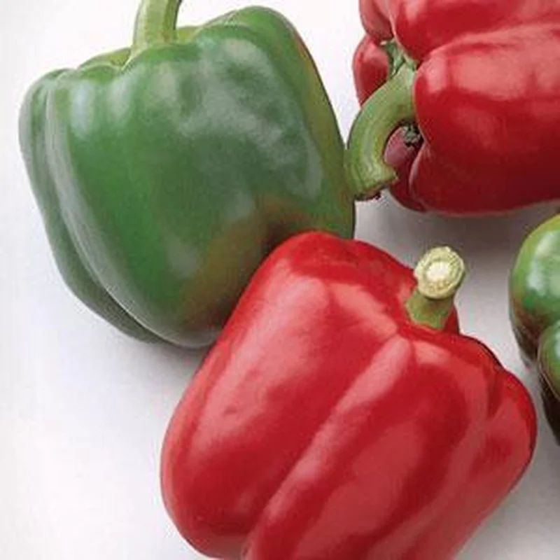 PEPPER BARON RED BEAUTY – FLAT OF 32 PLANTS