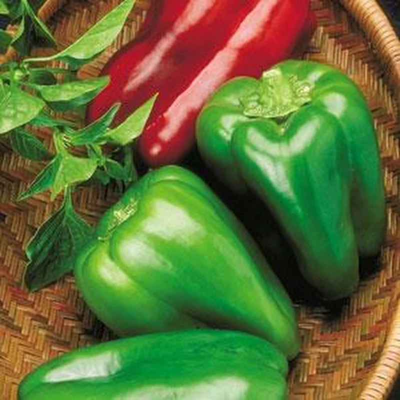 PEPPER BIG BERTHA – FLAT OF 32 PLANTS